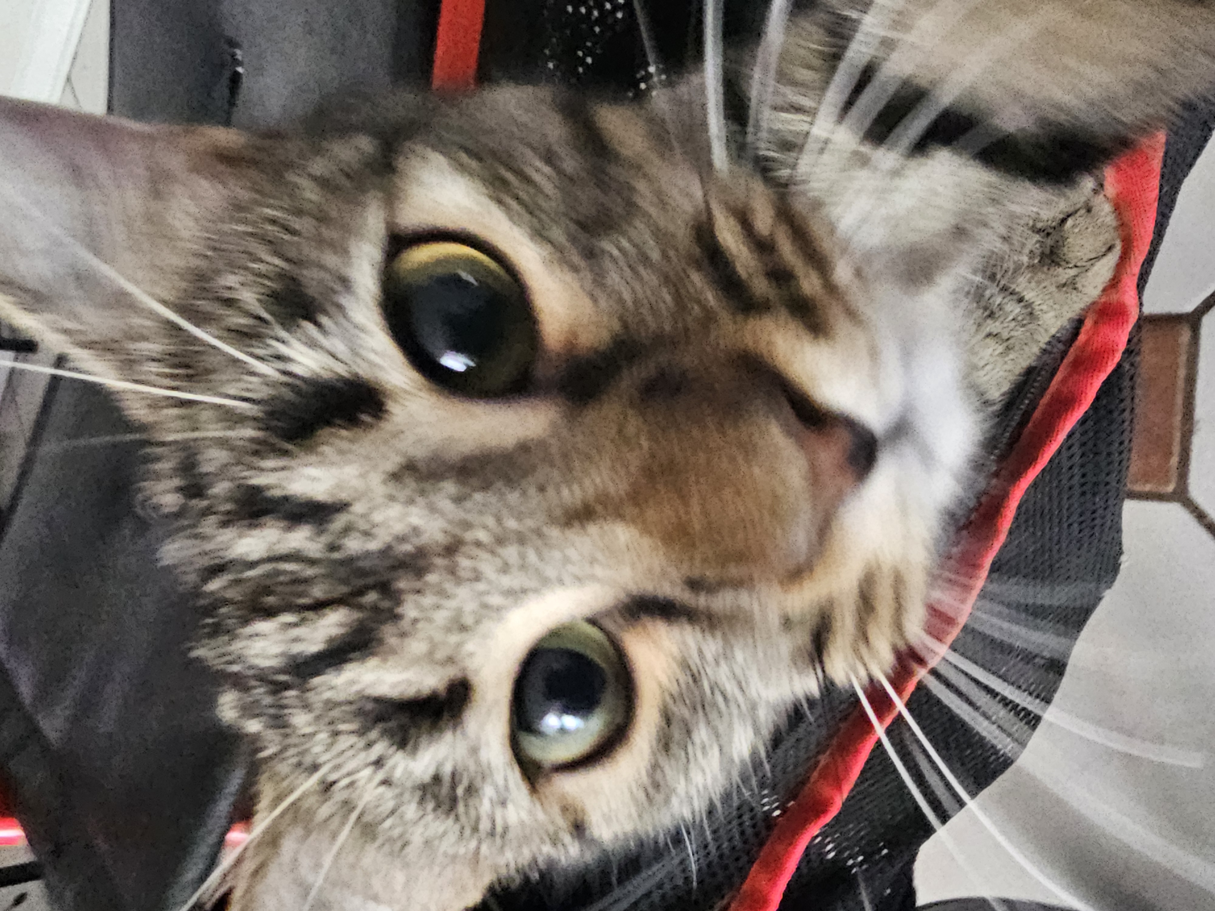 Headshot of Tiny K.